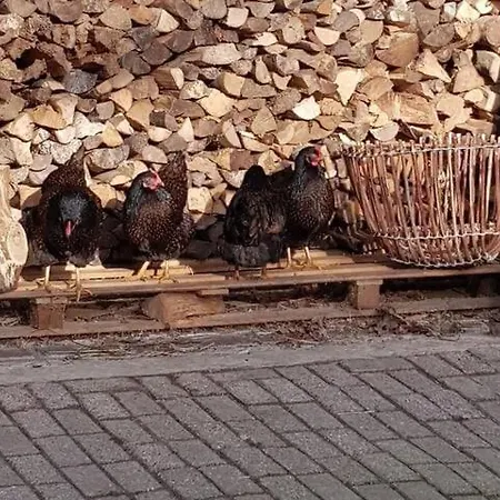 Planty - With Bath Tub