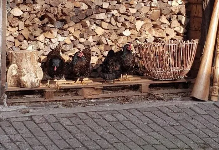 Planty - With Bath Tub